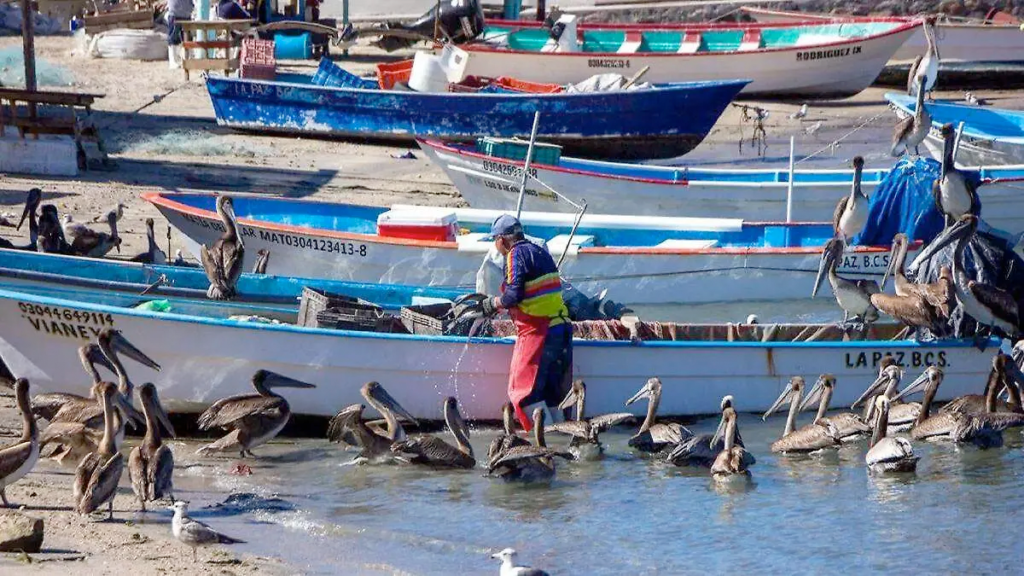caleta de pescadores